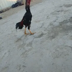 horaz