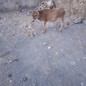 Öküzçe