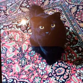 кот