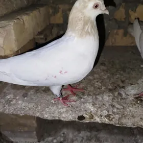 kepteri