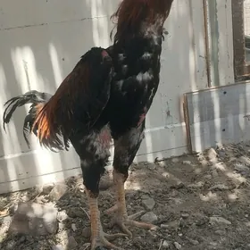 boyes horaz