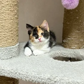 котенок
