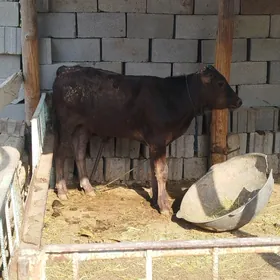 Okiz Gibrit