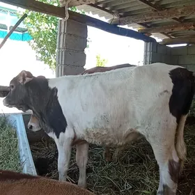 ÖKUZ ŞİWES