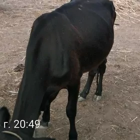 Mal