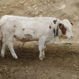 semental