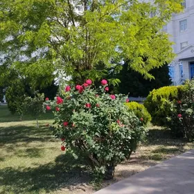 SAGLYK DAÇA