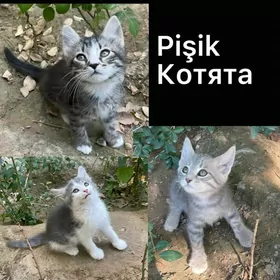 pişik котята