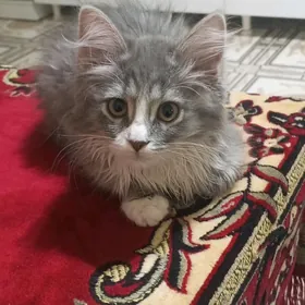 Pusistyy pisijek котёнок