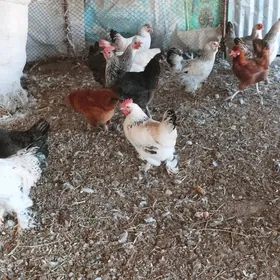 пародестые куры