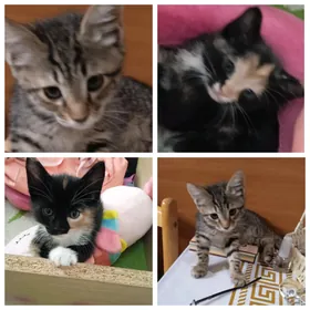 отдаю котят