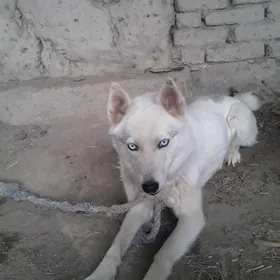 Собака хаски