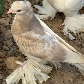Kepderi