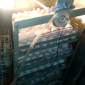inkubator