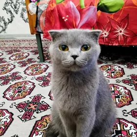шотландская кошка