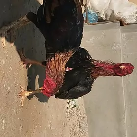 Taškent