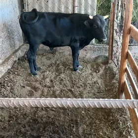 Öküz