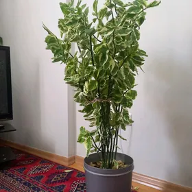Цветы.guller