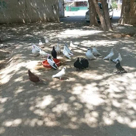 kepderi