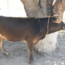 sygyr