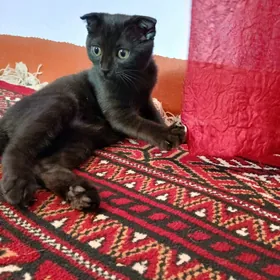 SHATLANISKI PISHIK