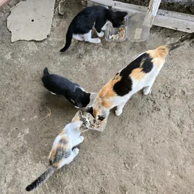 Котята pishik chagalar