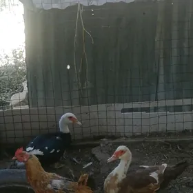 Мус кус ордек