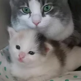 Трех цветный котёнок 