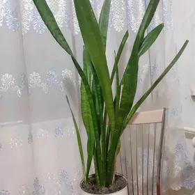 Сансевиерия