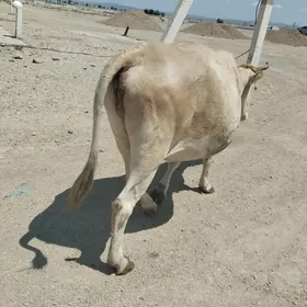 sygyr