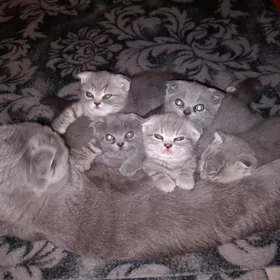 Шотландские котята