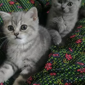 Продаются  шотландские котята