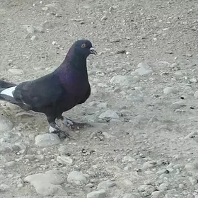 kepderi