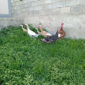 Owgan induklar
