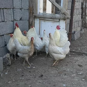 Loman Sedi Loman brawn ýumurtg