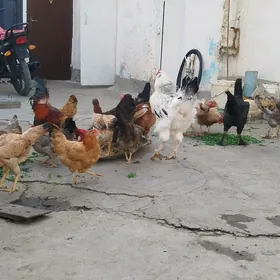 towuklar