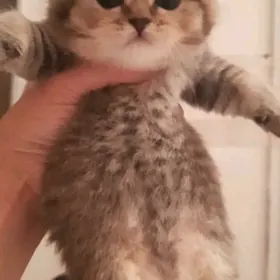 шотландскийе котята