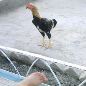 Paroda horaz