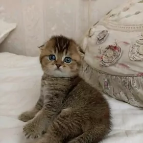 котята