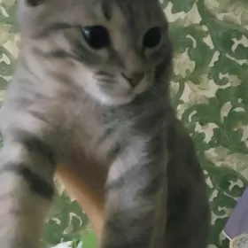 Отдам котенок