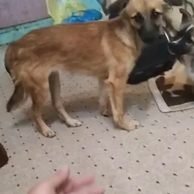 щенок девочка