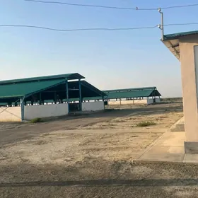 Baldarçylyk ferma satlyk
