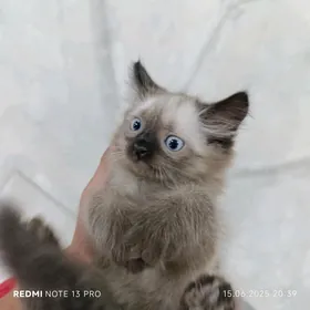 сиямский пушистый котята