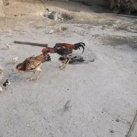 taşkent