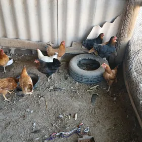 эне товыклар