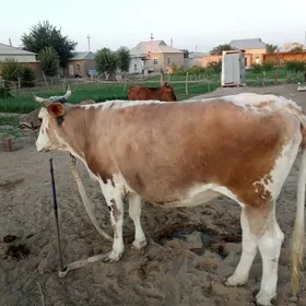 gulojun