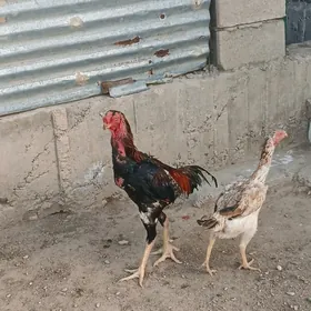 tashkent horoz