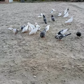 kepderi