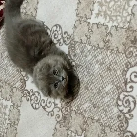 котёнок веславушка