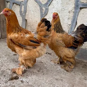 Brama towuklar